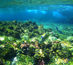 Beim Schnorcheln