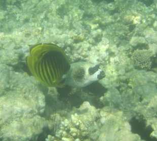 Kugelfisch beim Hotel Aldiana Makadi Bay