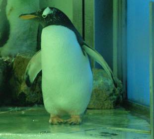 Happy feet