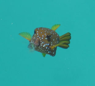 Im Hafen von Port Ghalib