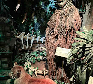 Museum Ripley's Believe It or Not!