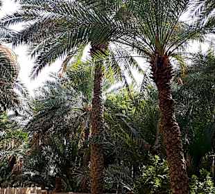 Al Ain Oase