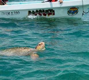 Eine unechte Karettschildkröte