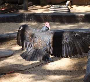 Der Geier nimmt ein Sonnenbad