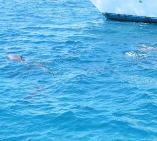 Bakadi Dreams Delfintour