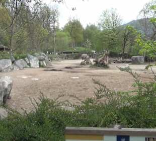 Afrikabereich - Breitmaulnashorn