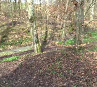 Gomaringer Rundweg - Zu den Giganten im Wald