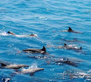 Dolphin Tour