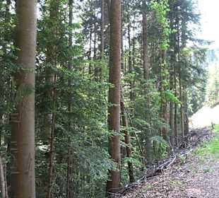 Teufelskanzelsteig Bad Griesbach