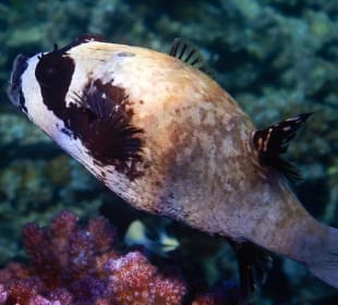 Schnorcheln Makadi Bay