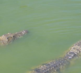 Krokodile im Wasser