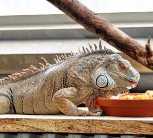 Leguan