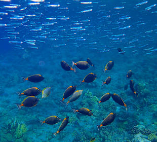 Schnorcheln Marsa Alam