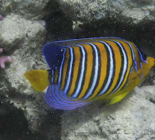 Schnorcheln Marsa Alam