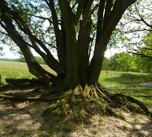 Naturschutzgebiet Boberger Niederung