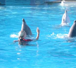 Delfinschwimmen