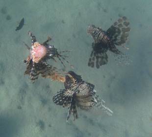 Schnorcheln am Hotelstrand