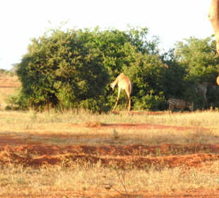 Tsavo Ost Safari