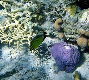 Polypen-Falterfisch