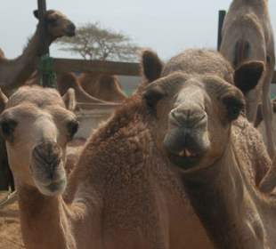 Camelmarkt