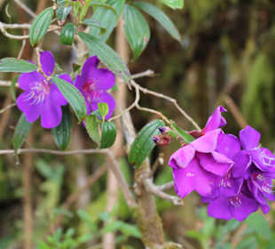 Anathurienplantage