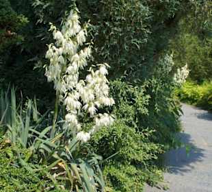 Alejki na wyspie Mainau