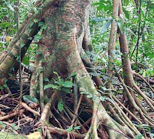 Parque Natural Obô do Príncipe