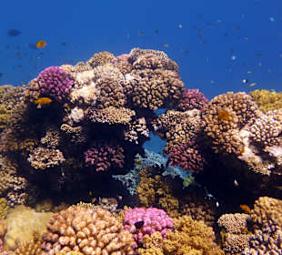 Schnorcheln Marsa Alam