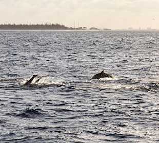 Flipper