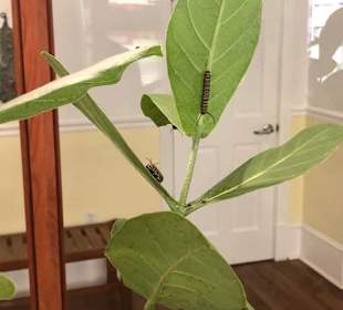 Key West Butterfly & Nature Conservatory