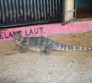 Schildkröteninsel