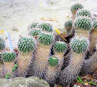 Jardin dÉxotique - Monaco