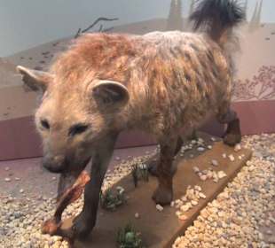 Ausstellung Eis Safari