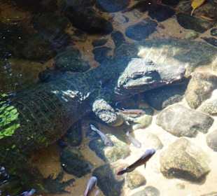 Schöner Stadt Zoo Fuengirola