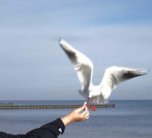 Möwenfütterung am Strand von Kölpinsee