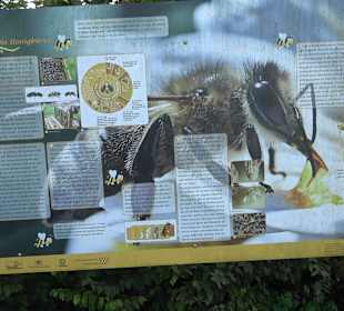 Schaukelweg an der Donau