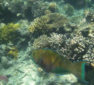 Unterwasserwelt Hausriff Arabia Beach