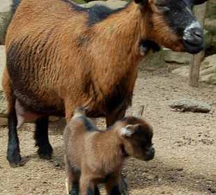 Ziege mit Baby 