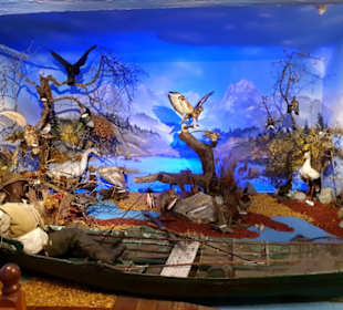 Heimische Vogelarten