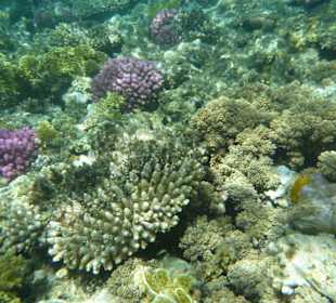 Unterwasserwelt Hotel Coral Sun Beach, ein Traum!