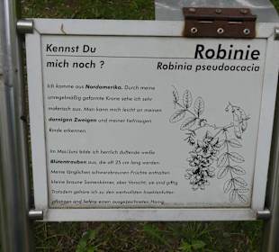 Robinie