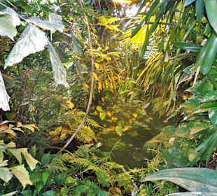 Rundgang durch das Tropenhaus des Schlossparks