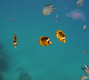 Die Fische mögen ihr Frühstück