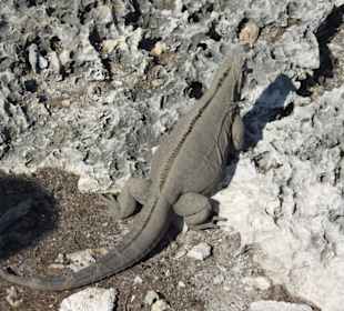 Auf der Leguaninsel