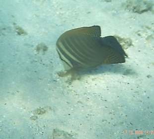 Fisch