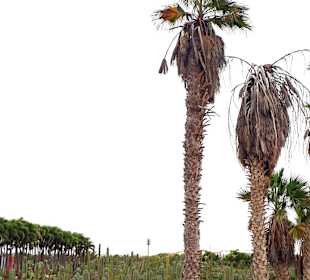 Botanischer Garten Viveiro