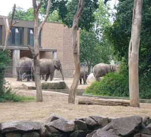 Elefantenherde im Zoologischen Garten Berlin