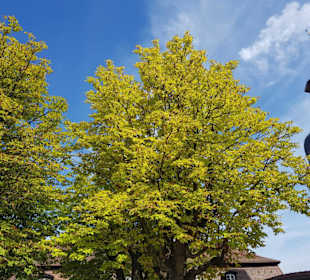Baumbestand im Schloss