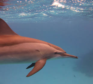 Delfin