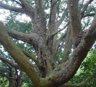 Botanischer Garten Kirstenbosch